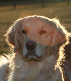 Golden Retreiver