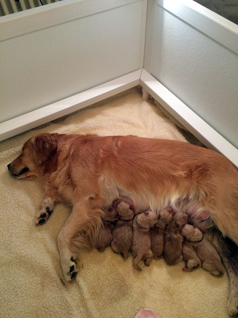 Morgan and her puppies